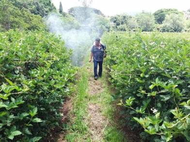 Triplicarán cobertura de Agricultura Sustentable en el 2020 en más de 30 mil hectáreas     